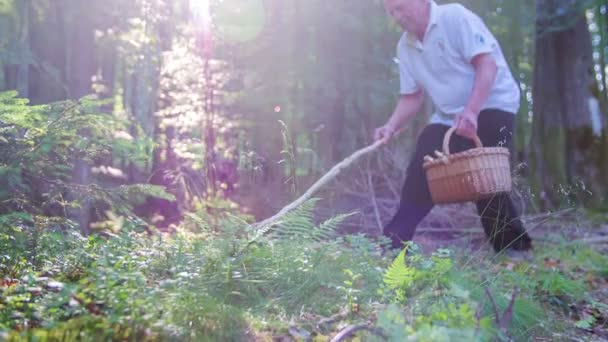Пара бегает трусцой и мужчина собирает грибы в лесу — стоковое видео