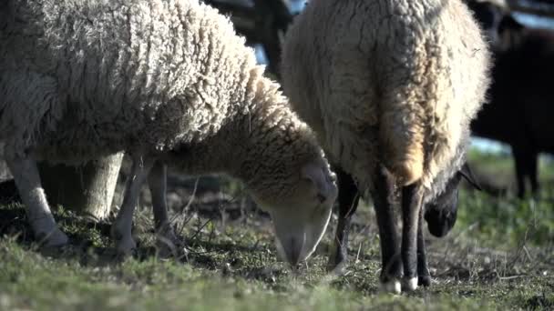 Flock of sheep  grazing — Stock Video