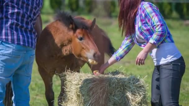 Een jong koppel is het voeden van een bruin paard — Stockvideo