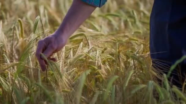 Farmer on a wheat field working — Stock Video