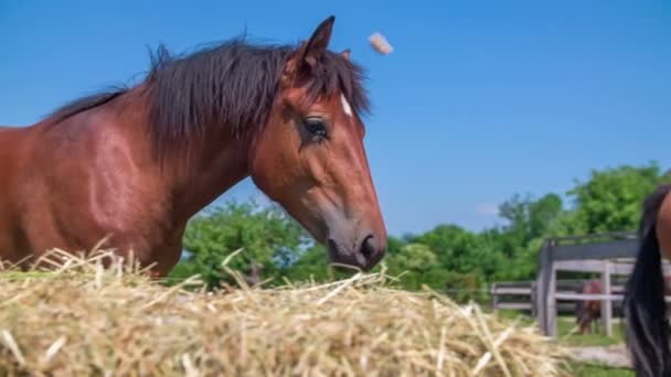 Paarden staan in de stal rijden buiten — Stockvideo