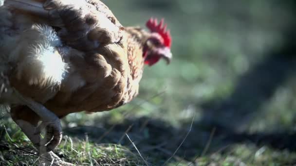 Pollo pastando en la hierba y caminando libremente — Vídeos de Stock