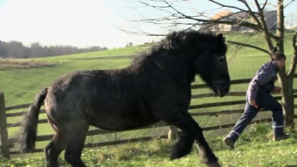 Cavalo com homem estão correndo — Vídeo de Stock