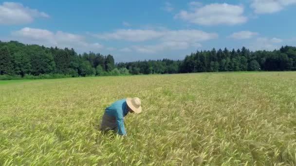 Фермер збирає пшеницю — стокове відео