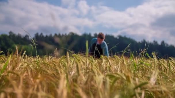 Фермер на пшеничном поле. — стоковое видео