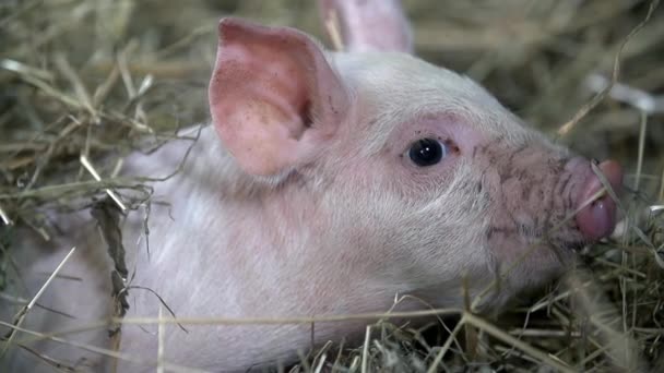 Cerdo está tirado en el heno — Vídeo de stock