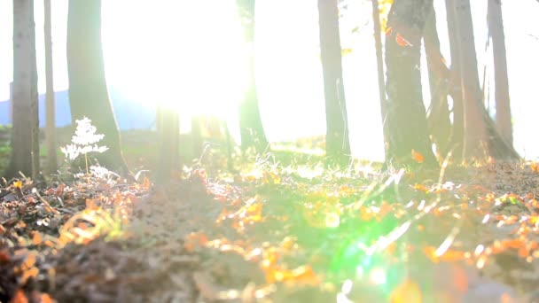 树叶飘落在阳光明媚的早晨 — 图库视频影像