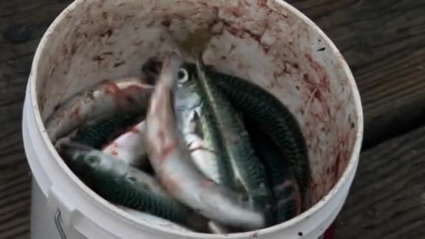 Captura de pescador close-up — Vídeo de Stock