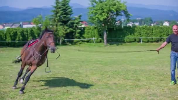 Два коні в підставках для їзди — стокове відео