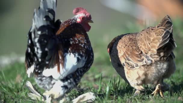 Coq de jardin et poule sur biofarm 