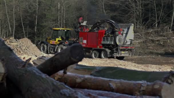 Macchinario sta tagliando gli alberi — Video Stock