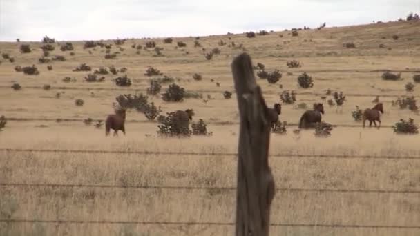 Caballos que probablemente se crían para carne — Vídeo de stock