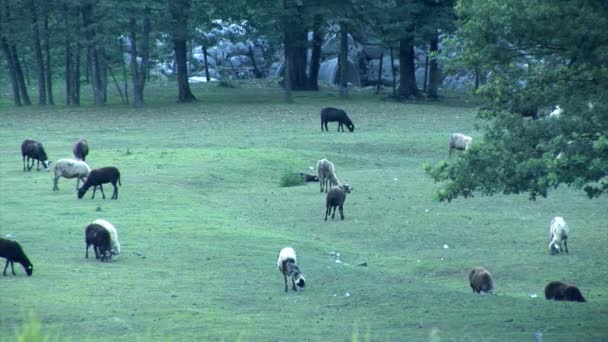 ヤギは、草原を食べています。 — ストック動画