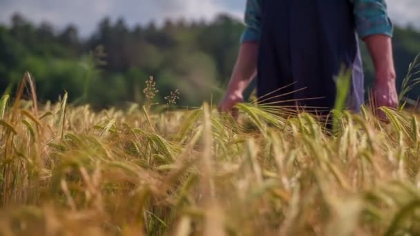 L'agricoltore sta guardando le piante — Video Stock