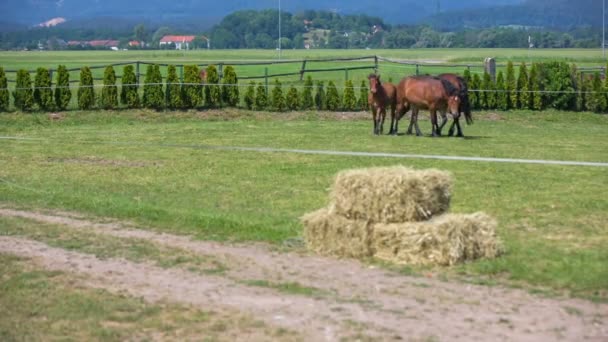 Cavalos estão comendo grama em um prado enorme — Vídeo de Stock