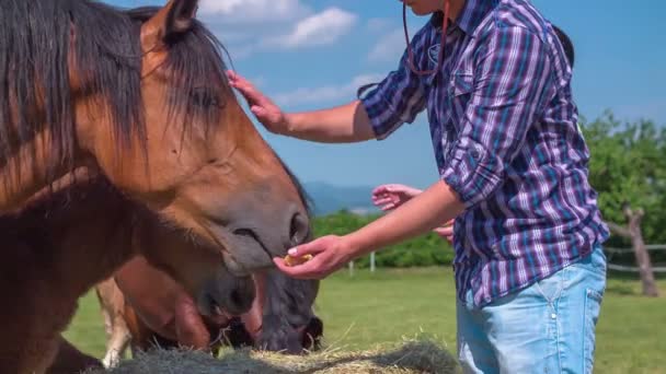 Coppia sta dando da mangiare ai cavalli con le mani — Video Stock