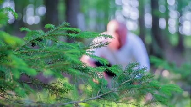 Svamp plockare samlar in svampen i skogen — Stockvideo