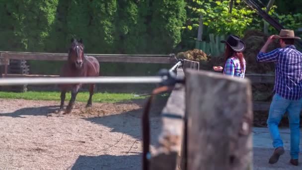 Cavalo chega mais perto de um jovem casal — Vídeo de Stock