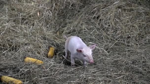 Cerdito en el heno — Vídeos de Stock