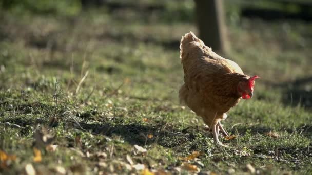 鶏放牧草の上、自由に歩き回る — ストック動画