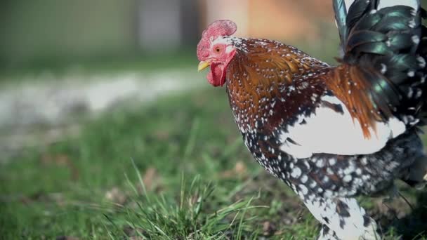 Rooster  walking around freely — Stock Video