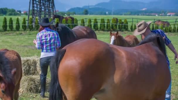 Una giovane coppia di cowboy sta dando da mangiare ai cavalli — Video Stock