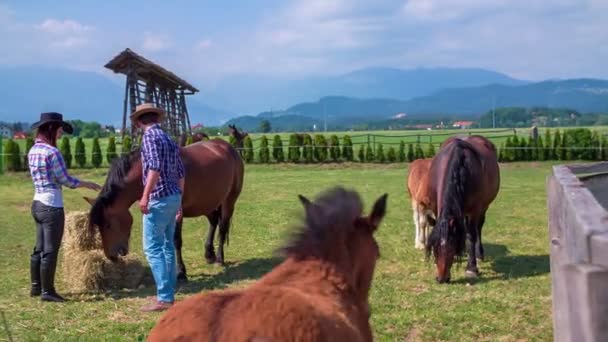 Hästen äter hö och ett par strök honom — Stockvideo