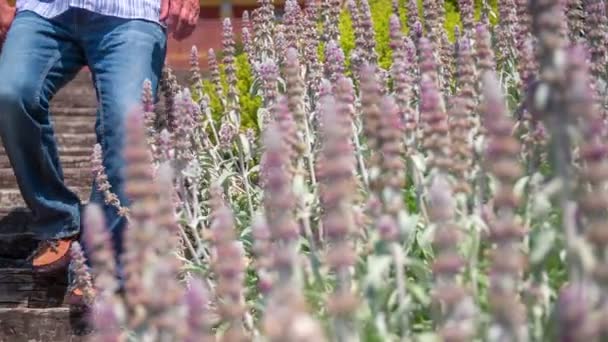 Una coppia più grande sta toccando i fiori — Video Stock