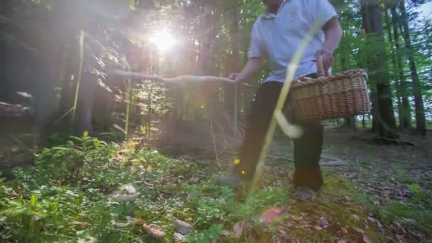 Man is paddestoelen plukken en ze in zijn mand — Stockvideo