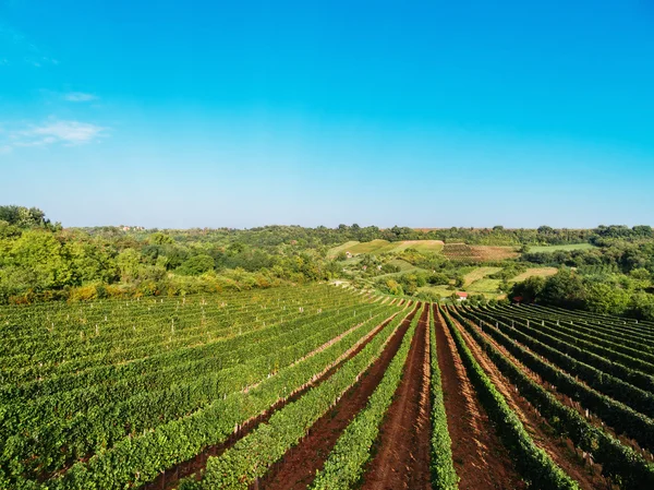 Areial View Of Vineyard — Stock Photo, Image