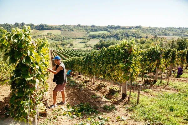 The Grape Harvest — Stock Photo, Image