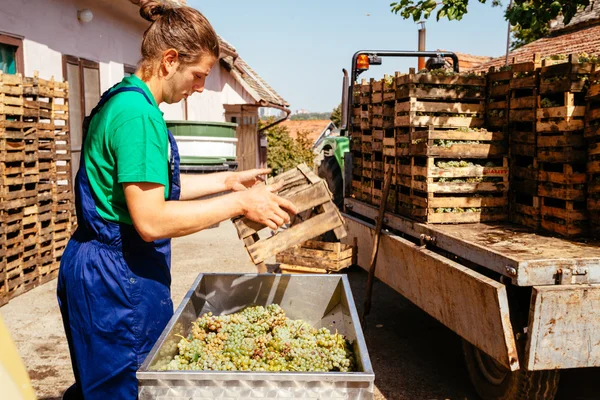 Making Wine With Machinery — Stock Photo, Image