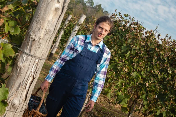 Agricultor llevando la cesta llena de uvas —  Fotos de Stock