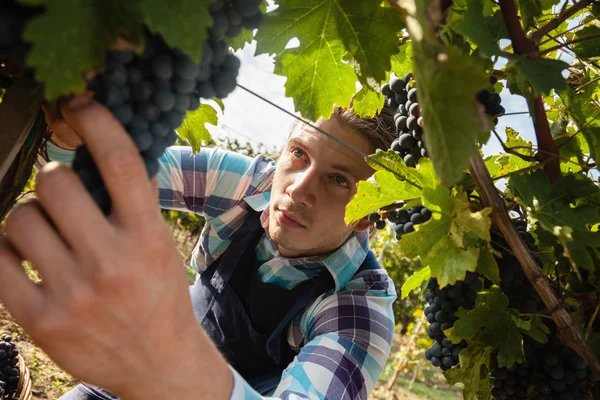 Joven cosechando uvas —  Fotos de Stock