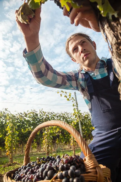 The Grape Harvest — Stock Photo, Image