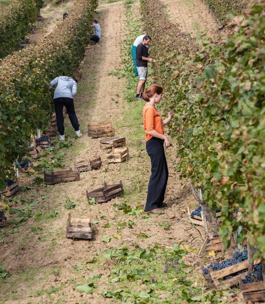 ブドウ園の労働者 — ストック写真