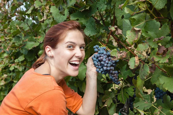 Uvas para colheita de fêmeas — Fotografia de Stock