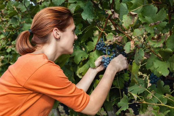 美しい女性収穫ブドウ — ストック写真