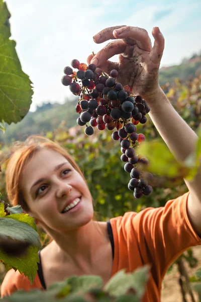 Ung kvinna skörd grape — Stockfoto