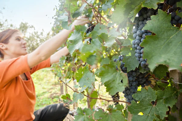 Ung kvinna skörd grape — Stockfoto