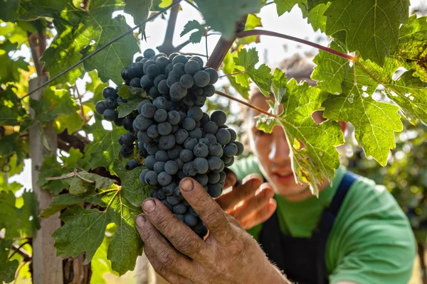 Die Weinlese — Stockfoto