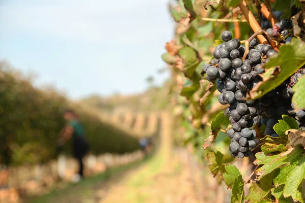 La vendemmia — Foto Stock