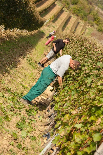 Trabajadores en Viña —  Fotos de Stock