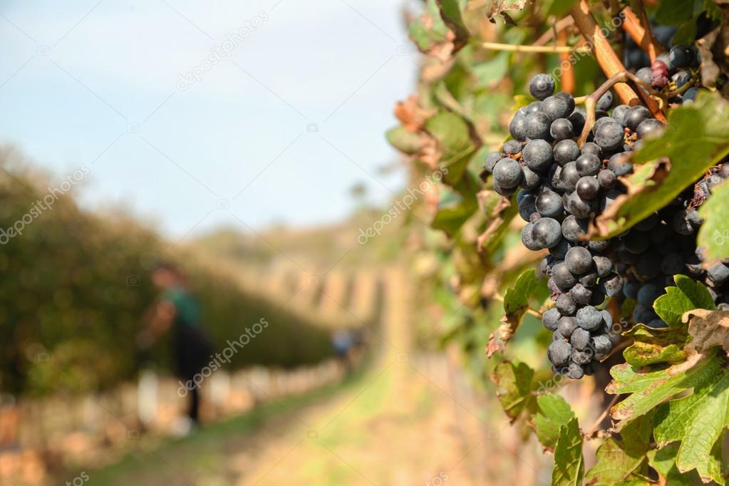 The Grape Harvest