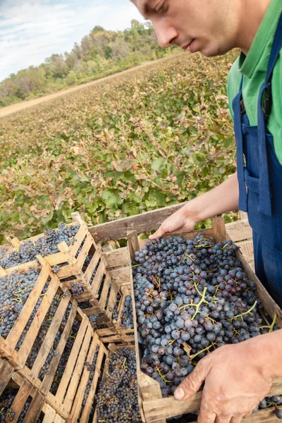 Jordbrukare som arbetar i vingården — Stockfoto