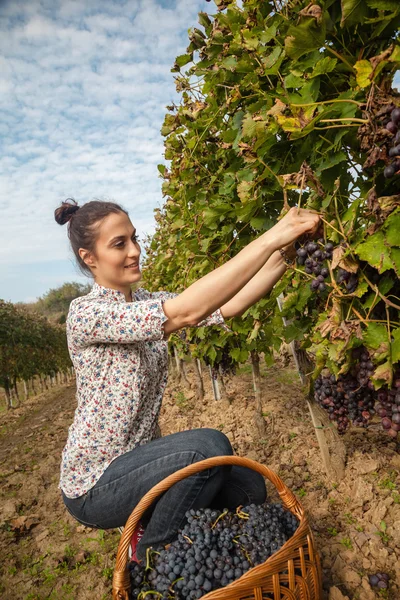 Ung kvinna skörd grape — Stockfoto