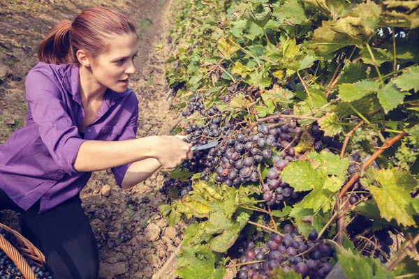 Mujer joven cosechando uva —  Fotos de Stock