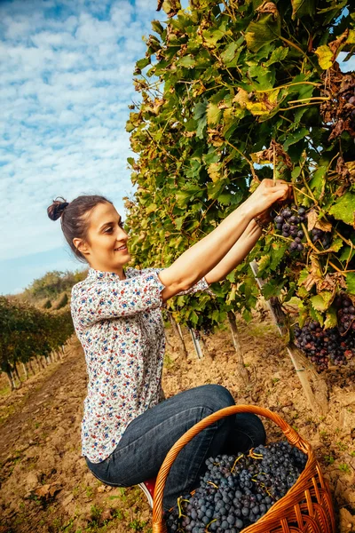 Young Woman Harvesting Grape — Stock Photo, Image