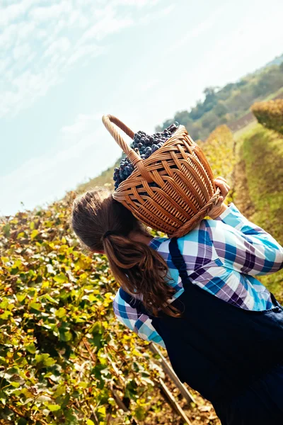 Agricultor llevando la cesta llena de uvas —  Fotos de Stock