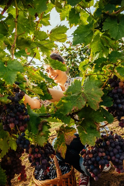 Ung kvinna skörd grape — Stockfoto